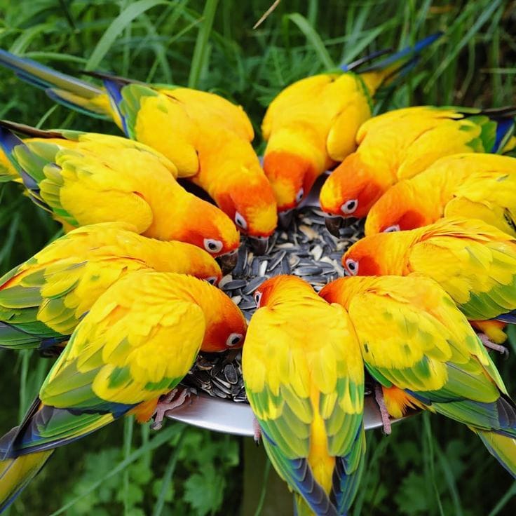 Conure Soleil en groupe